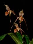 Paph. St. Swithin